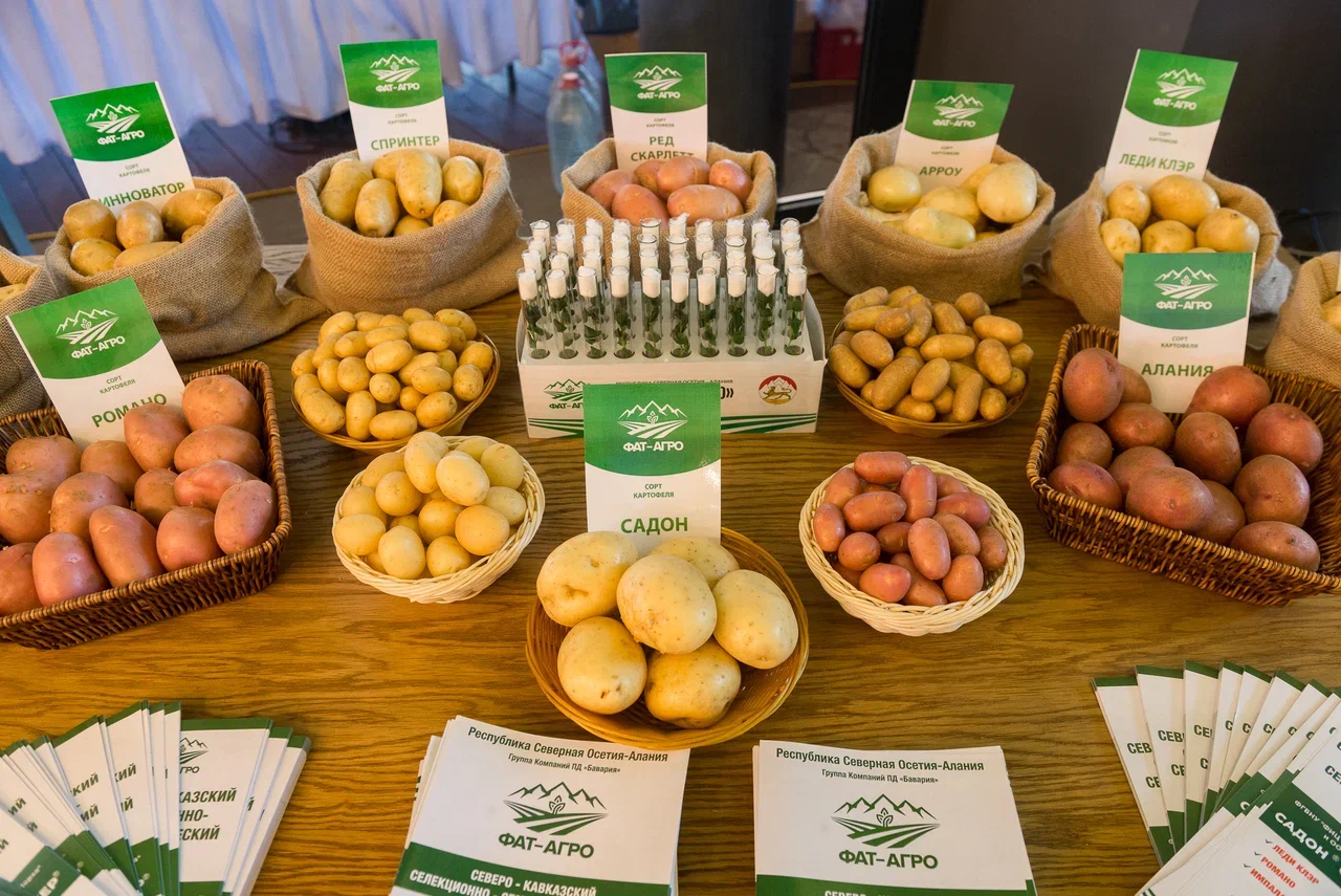 Metodi moderni di produzione di patate da semina: standard di qualità, nuove varietà russe promettenti