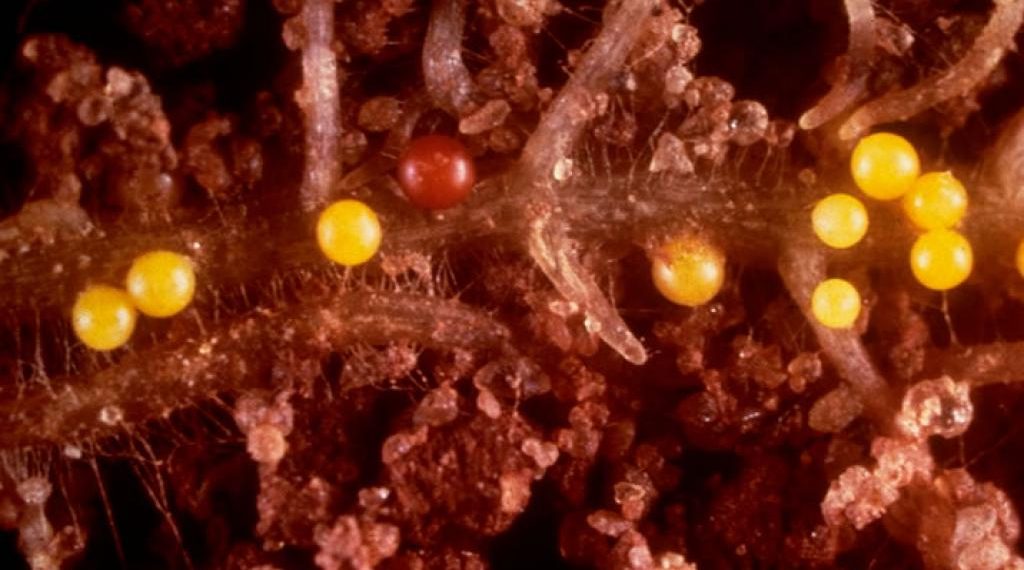Potato cyst nematodes (Globodera rostochiensis le Globodera pallida)