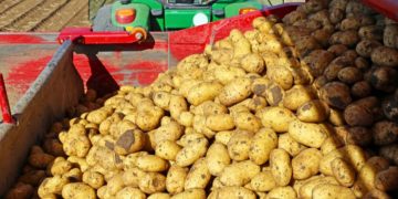 Resilience in French Potato Production Amid Weather Challenges