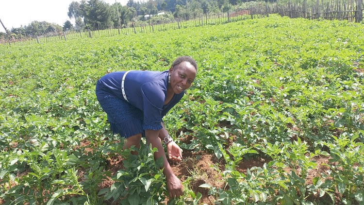 Kenyan Potato Farmers Form Cooperatives for Better Market Access and Seed Quality 87 Kenyan Potato Farmers Form Cooperatives for Better Market Access and Seed Quality