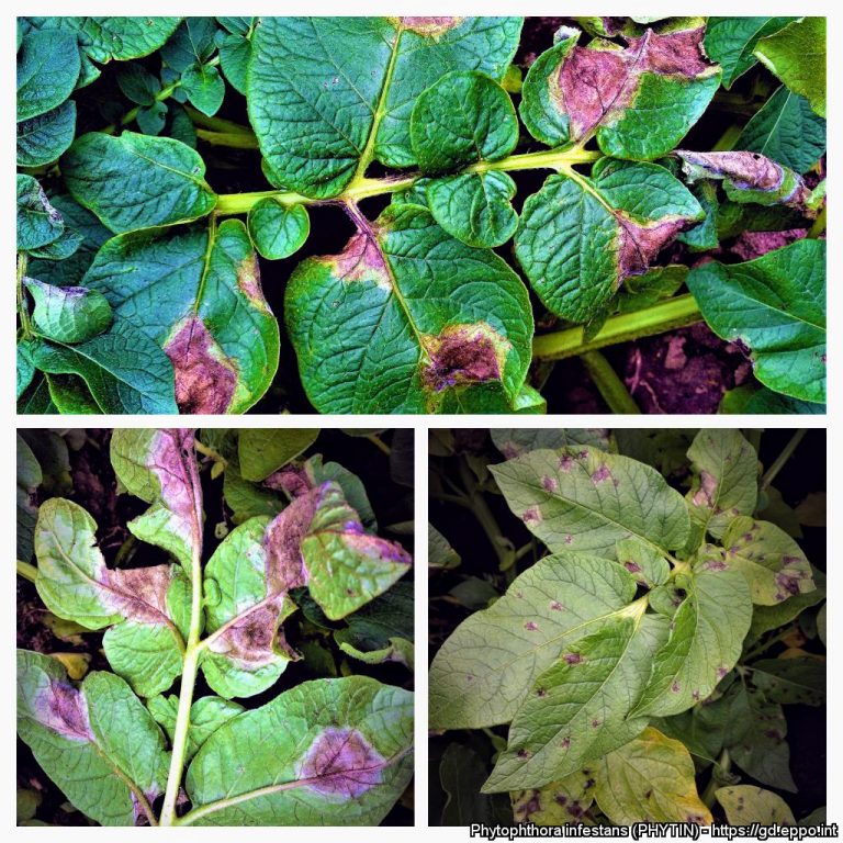 Prospects of application of potential microbials for control of Phytophthora infestans 55 Prospects of application of potential microbials for control of Phytophthora infestans