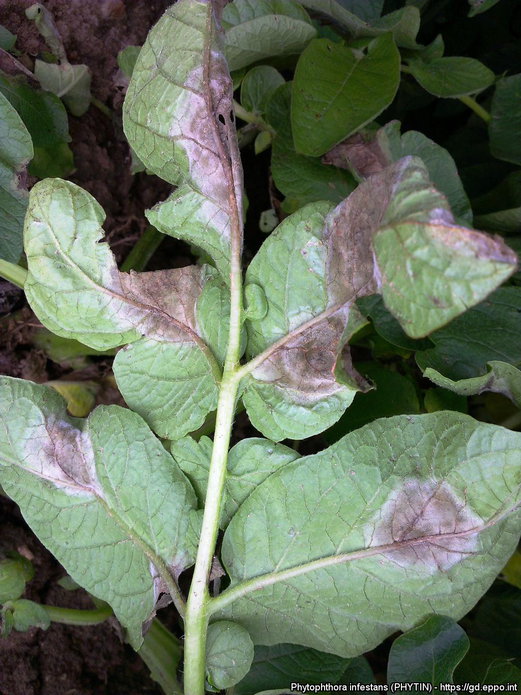 Potential fungal biocontrol agents for late blight control in Nepal