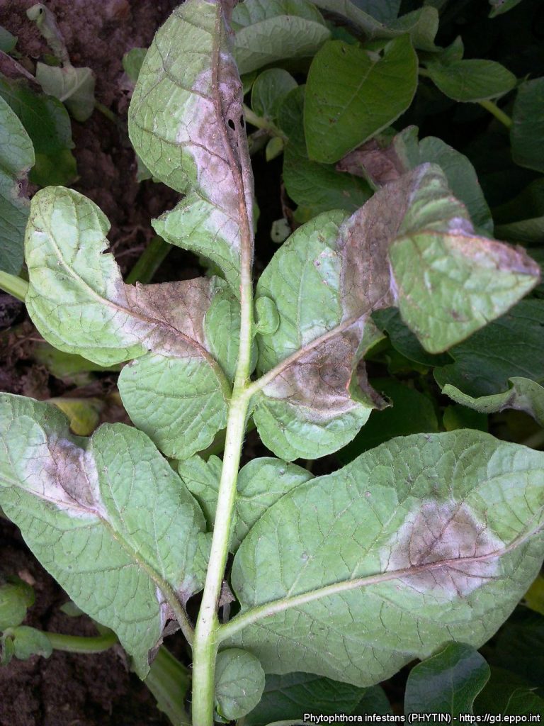 Late blight disease and its management in potatoes 4 Late blight disease and its management in potatoes