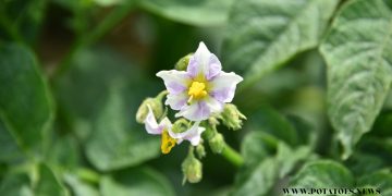 Navigating the Future of the Fresh Potato Sector in Spain: Trends, Challenges, and Innovations