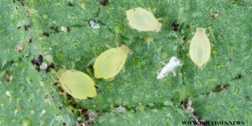 Aphid Alert for 2024: Early Season Trends and What Farmers Need to Know