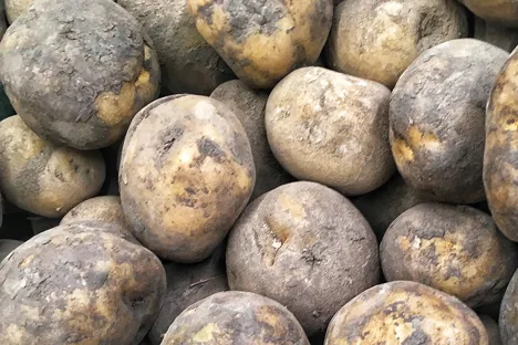 L’offerta di patate oscilla nel nord-ovest degli Stati Uniti