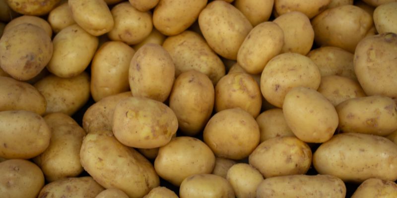 U.S. Potato Crop Sees Significant Growth in 2023-2024