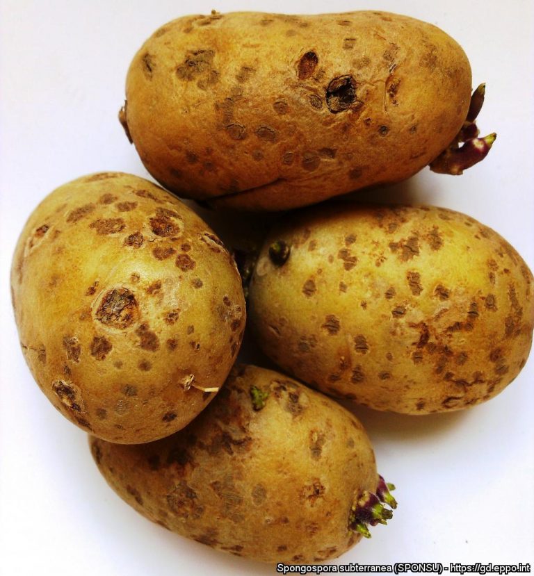 Soil-borne diseases of potatoes: powdery scab 41 Soil-borne diseases of potatoes: powdery scab