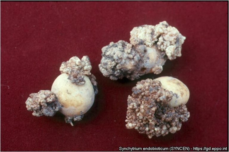 Wart disease of potato (Synchytrium endobioticum) 22 Wart disease of potato (Synchytrium endobioticum)