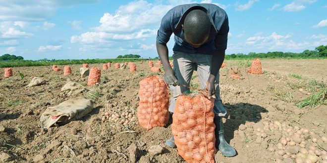 Impact of Increased Local Production and Declining Incomes on Potato Prices in Zimbabwe. 83 Impact of Increased Local Production and Declining Incomes on Potato Prices in Zimbabwe.