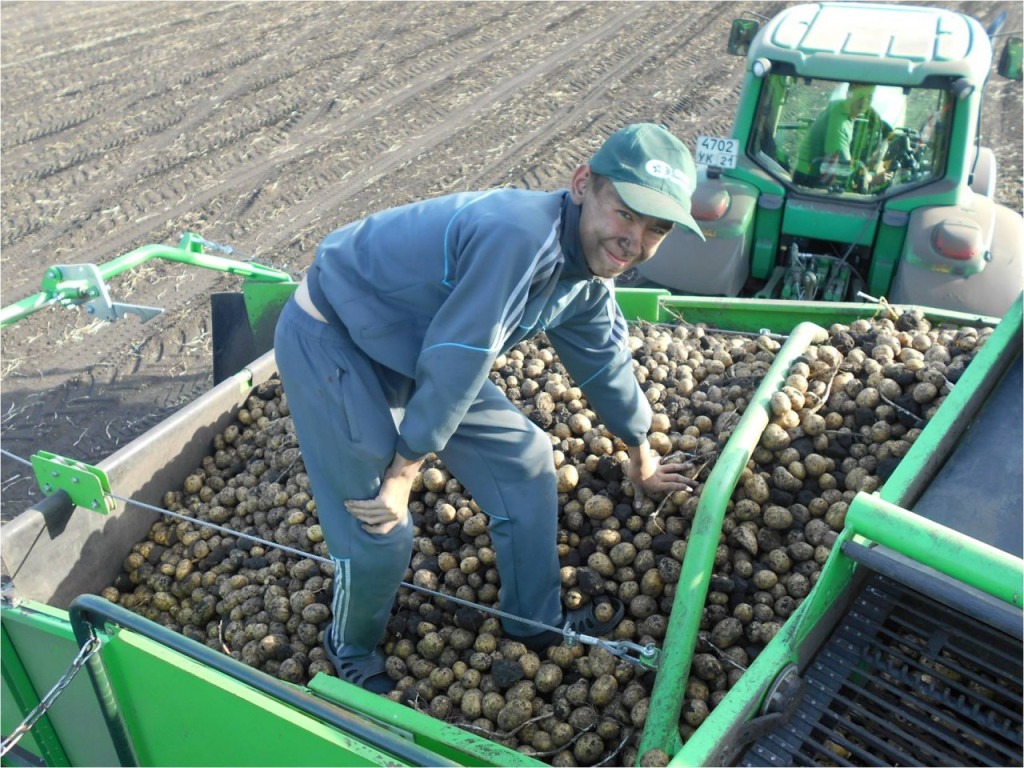The Success Story of "Slava Kartofelyu": Innovations in Seed Potato Production 4 a3473545b067a4d532a944e5625954357289