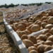 Kroger and Albertsons Update Divestiture Plan: Strengthening C&S Wholesale Grocers for Future Success