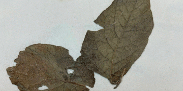 Unraveling the Potato-Pathogen ‘Arms Race’ After the Irish Famine: New Insights into Plant Resistance and Pathogen Evolution