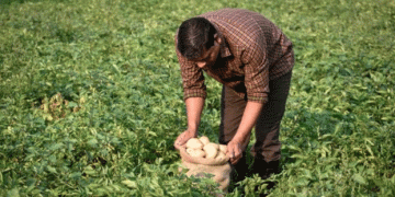 India Faces Potato Shortage: Government to Allow Imports Amid High Prices