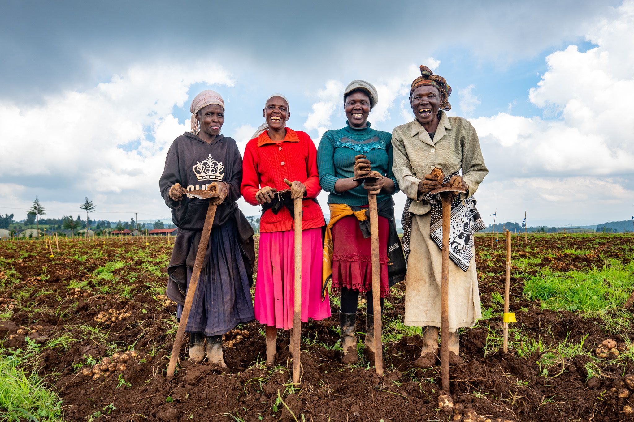 Late Blight Resistance: Innovative Potato Breeding in Kenya
