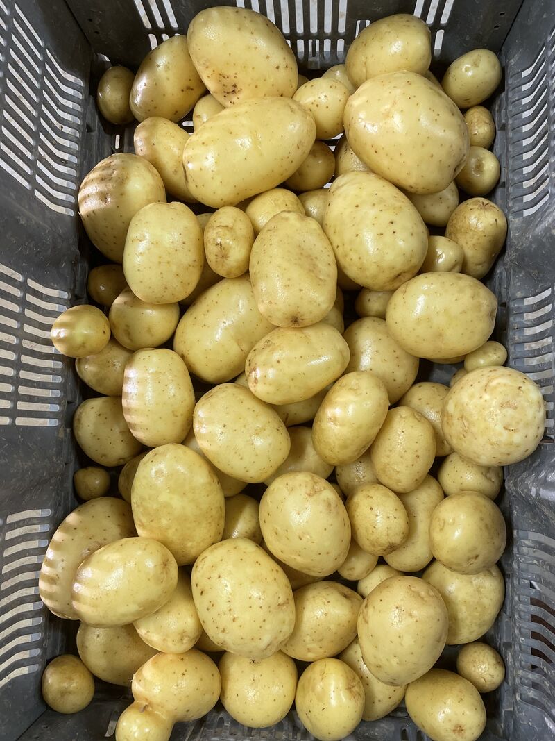 Strategic Harvesting and Precision Agriculture in France’s Potato Sector