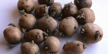 Evaluating Grower Tolerance to Potato Seed Diseases: A Key to Improving Seed Quality and Market Dynamics