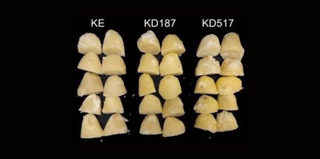 Revolutionizing Potato Farming: How CRISPR/Cas9 is Enhancing Crop Resilience 5 Revolutionizing Potato Farming: How CRISPR/Cas9 is Enhancing Crop Resilience