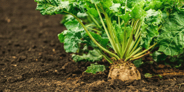 Emilia-Romagna Boosts Potato and Sugar Beet Sectors with New Regional Funding