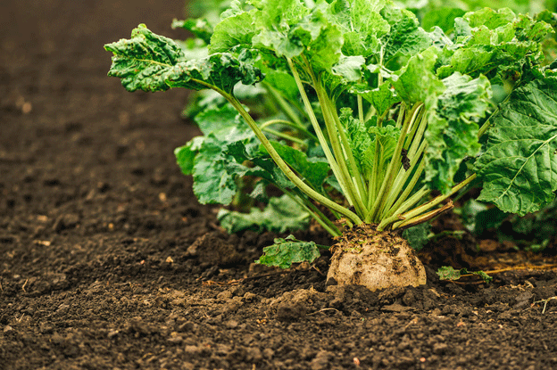 Emilia-Romagna Boosts Potato and Sugar Beet Sectors with New Regional Funding 11 Emilia-Romagna Boosts Potato and Sugar Beet Sectors with New Regional Funding