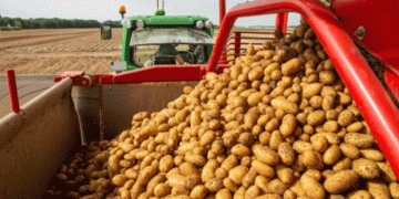U.S. Pushes for Japan to Open Market for Fresh Potatoes: A $150 Million Opportunity