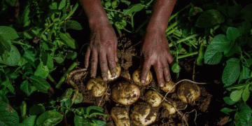 Revolutionizing Potato Cultivation: Syngenta’s New Technology to Combat Soil Diseases