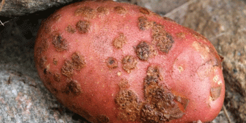 Closing the Door on Destructive Potato Diseases: Protecting Idaho’s Potato Industry