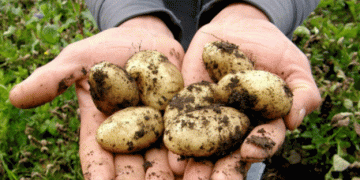 Record High Potato Prices in Spain: A Double-Edged Sword for Farmers in Castilla y León
