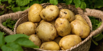 Revolutionizing Potato Protein: How Cell Culture Technology is Transforming the Industry