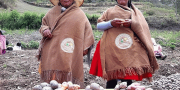 Bolivia’s Native Potatoes: Efforts to Preserve Biodiversity in the Face of Market and Climate Challenges