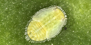 Breaking the Cycle: How New Research from Lincoln University Defeated the Tomato Potato Psyllid and Saved Canterbury’s Potato Industry