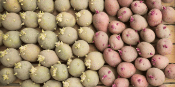 U.K. Potato Market Adjusts to Increased Crop Movement: A Closer Look at Current Trends and Future Prospects
