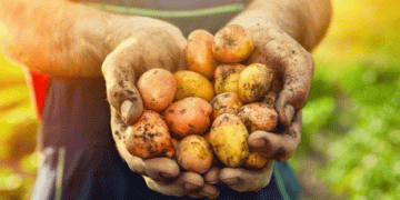 Irish Potato Consumption Remains Strong Amidst Challenging Weather Conditions