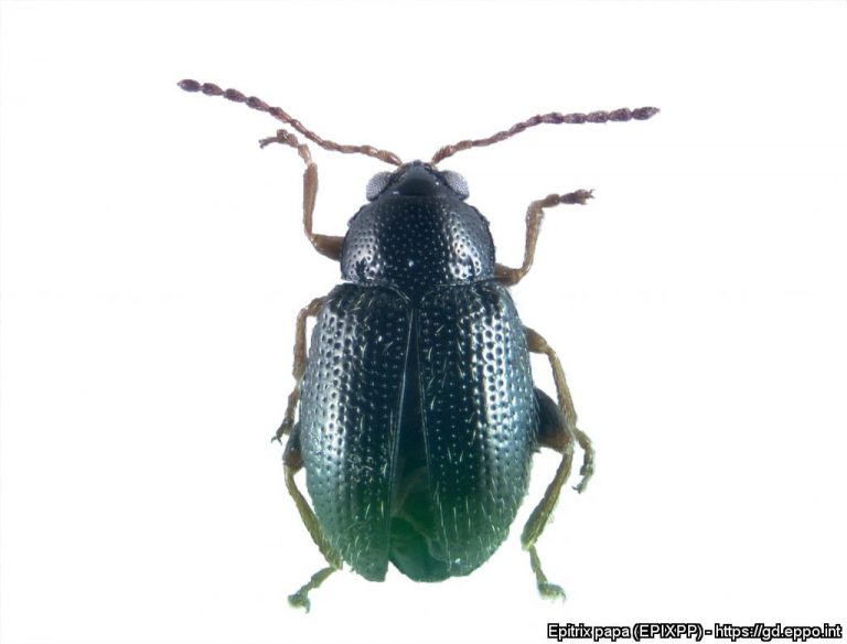Biological traits of Epitrix papa (Coleoptera: Chrysomelidae: Alticinae), a new potato pest in Europe, and implications for pest management 12 Biological traits of Epitrix papa (Coleoptera: Chrysomelidae: Alticinae), a new potato pest in Europe, and implications for pest management