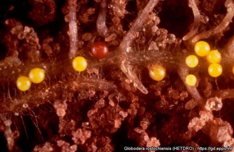Potato cyst nematodes: devastating pests 10 Potato cyst nematodes: devastating pests