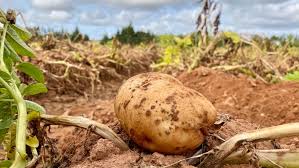 Poland's Potato Power: A Rising Star in Global Production. 8 Understanding the Canadian Food Inspection Agency’s New Potato Wart Response Plan
