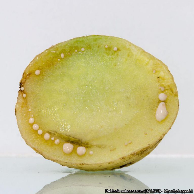 Evaluation of antagonistic activity of DAPG-producing fluorescent pseudomonads from rhizospheres of Solanaceous crops for biocontrol of bacterial wilt 6 Evaluation of antagonistic activity of DAPG-producing fluorescent pseudomonads from rhizospheres of Solanaceous crops for biocontrol of bacterial wilt