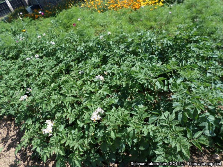 Potato haulm destruction: desiccation 9 Potato haulm destruction: desiccation