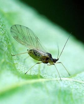 Myzus persicae resistance to neonicotinoids 15 Myzus persicae resistance to neonicotinoids