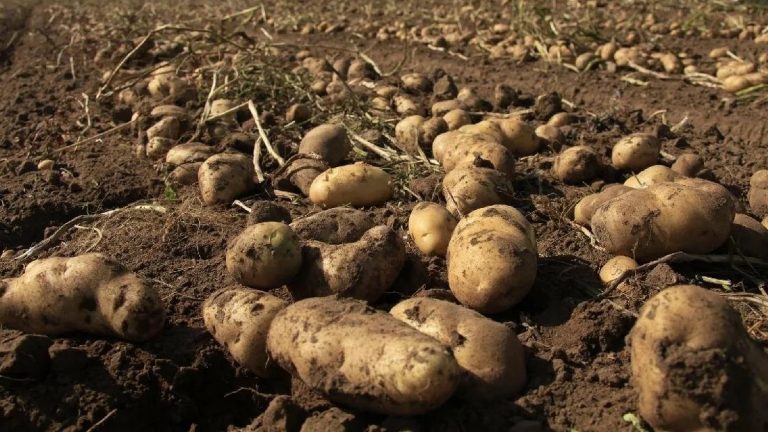 Potato harvesting continues in the Stavropol Territory 43 Potato harvesting continues in the Stavropol Territory