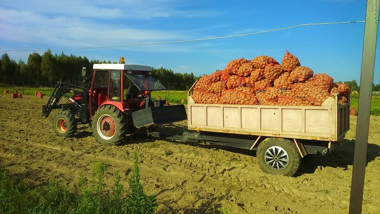 Vegetable harvesting has started in the Bryansk region 46 Vegetable harvesting has started in the Bryansk region