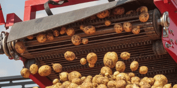 Russia’s 2024 Potato Harvest Faces a 16% Drop: What Does This Mean for Farmers and the Market?