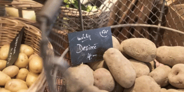 Switzerland’s Potato Shortage: How Weather Woes are Driving Increased Imports