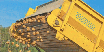 European Potato Harvest Set to Decline by 8.8% in 2024 Amid Challenging Weather Conditions