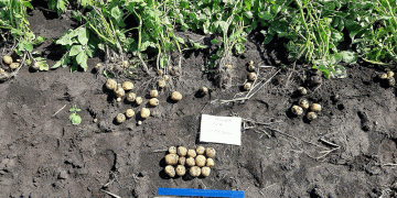 In Krasnoyarsk Krai, a selection of basic clones for virus-free seed production of potatoes was carried out.