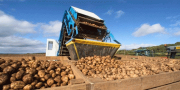 The Changing Landscape of Potato Production: Balancing Quality, Yield, and Market Demand