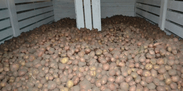 Overcoming Challenges: Komi’s Potato Harvest 2024 Exceeds Expectations Despite Weather Hurdles