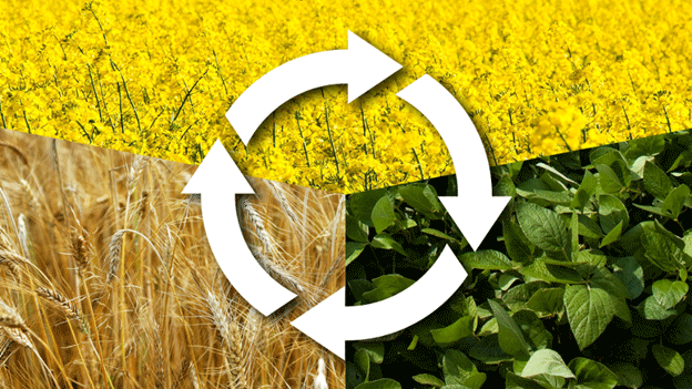 How Diverse Crop Rotations Can Protect Farmers from Crop Loss in a Changing Climate 4 How Diverse Crop Rotations Can Protect Farmers from Crop Loss in a Changing Climate