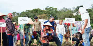 Successful Potato Harvest in Samosir: A Model for Effective Agricultural Support