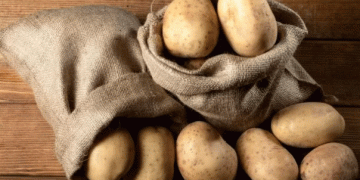 Early Potato Harvest Begins in Arkhangelsk Region: A Promising Start Amidst Challenges